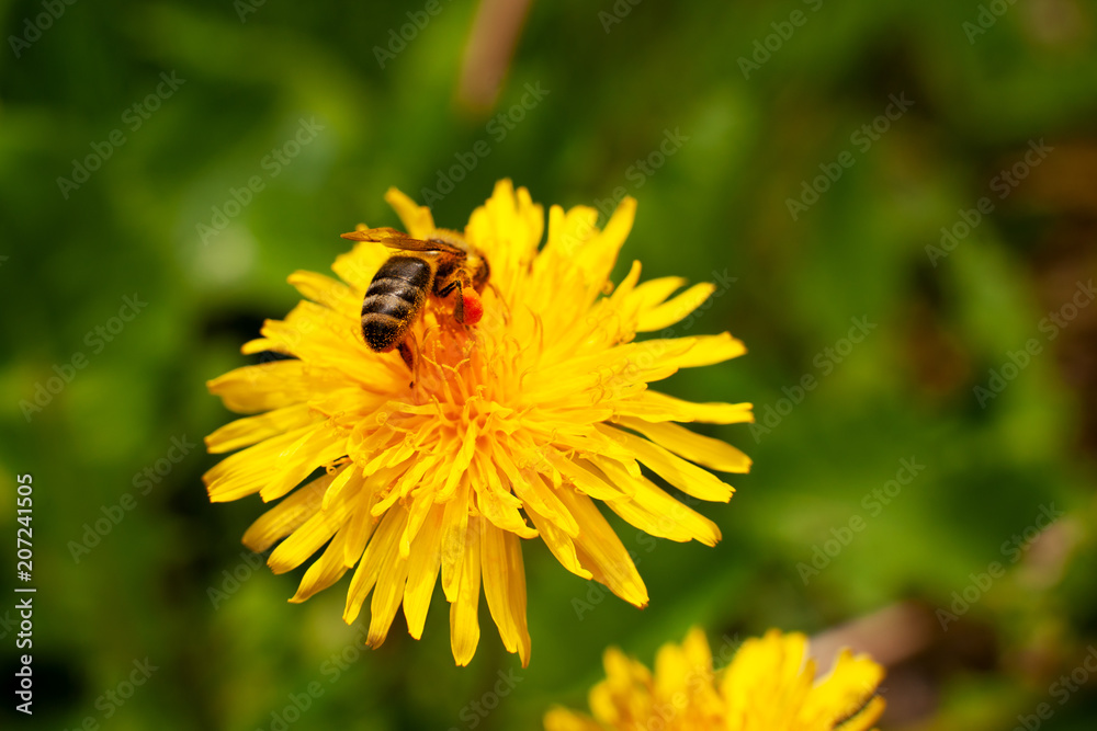 The bee collects the pollen from the flowers. Macro. Bee with pouches of pollen on a yellow dandelion. Collect pollen for honey. The bee collects the pollen from the flowers. Macro. Bee with pouches of pollen on a yellow dandelion. Collect pollen for honey.