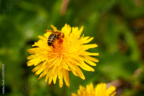 The bee collects the pollen from the flowers. Macro. Bee with pouches of pollen on a yellow dandelion. Collect pollen for honey.