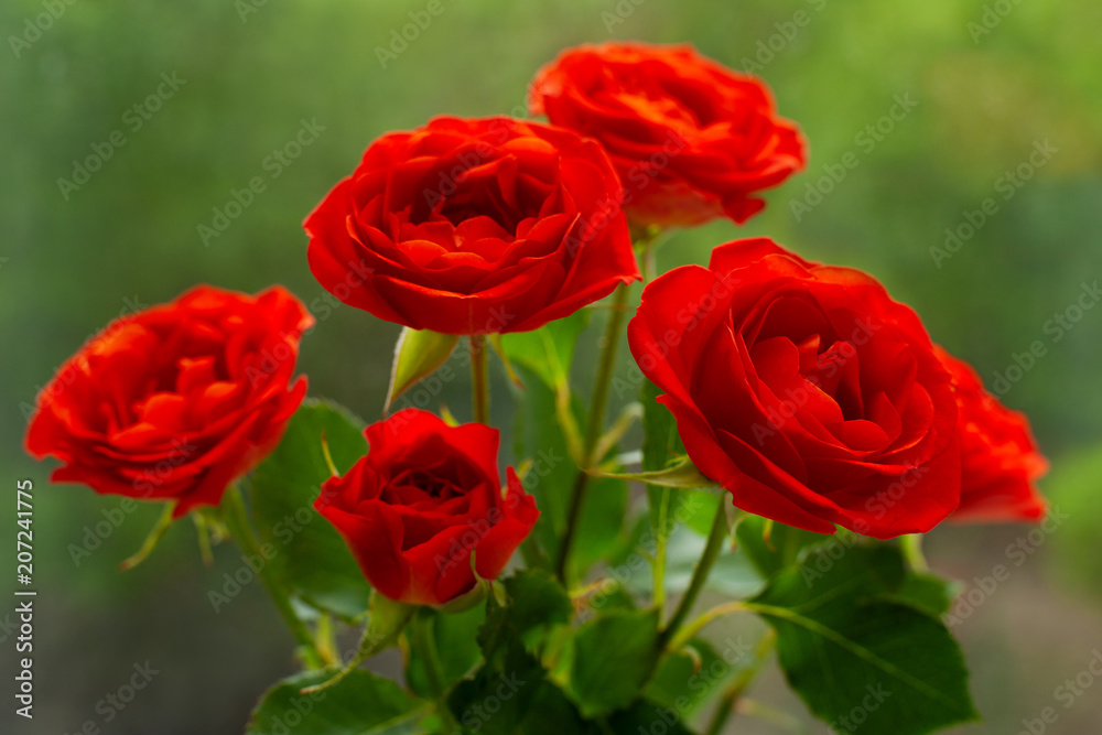 Dutch roses. Macro. A bouquet of red Dutch roses on a background of grass. Flowers remind of spring and summer. Dutch roses. Macro. A bouquet of red Dutch roses on a background of grass. Flowers remind of spring and summer.