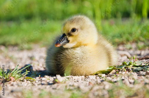 Little cute domestic goose chick in green grass