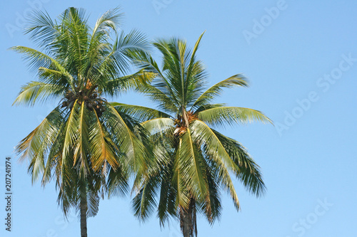 Couple coconut trees on clear blue sky background