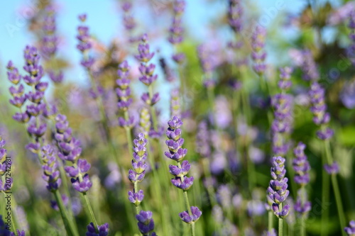 Lavendel