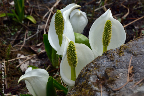 White flowers of Asian skunk cabbage in japanese early spring photo