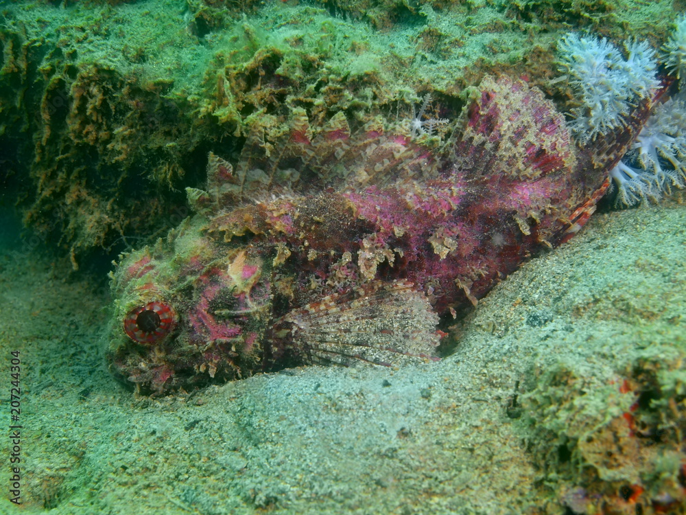 Fototapeta premium Scorpionfish