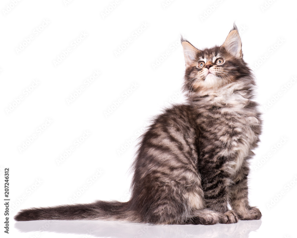 Fototapeta premium Kociak Maine Coon w wieku 2 miesięcy. Kot na białym tle. Portret piękny domowy kotek.