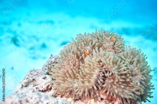 false clown anemonefish © para827
