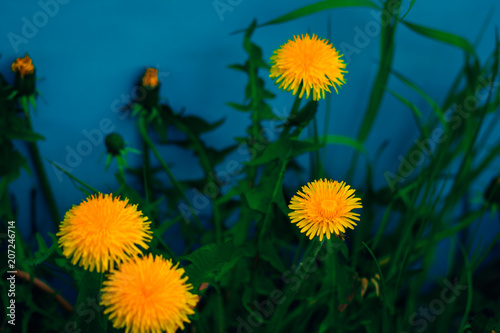 Fototapeta Naklejka Na Ścianę i Meble -  close up blooming dandelion  flowers on a blue background