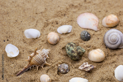 sea shells collection on a sand background
