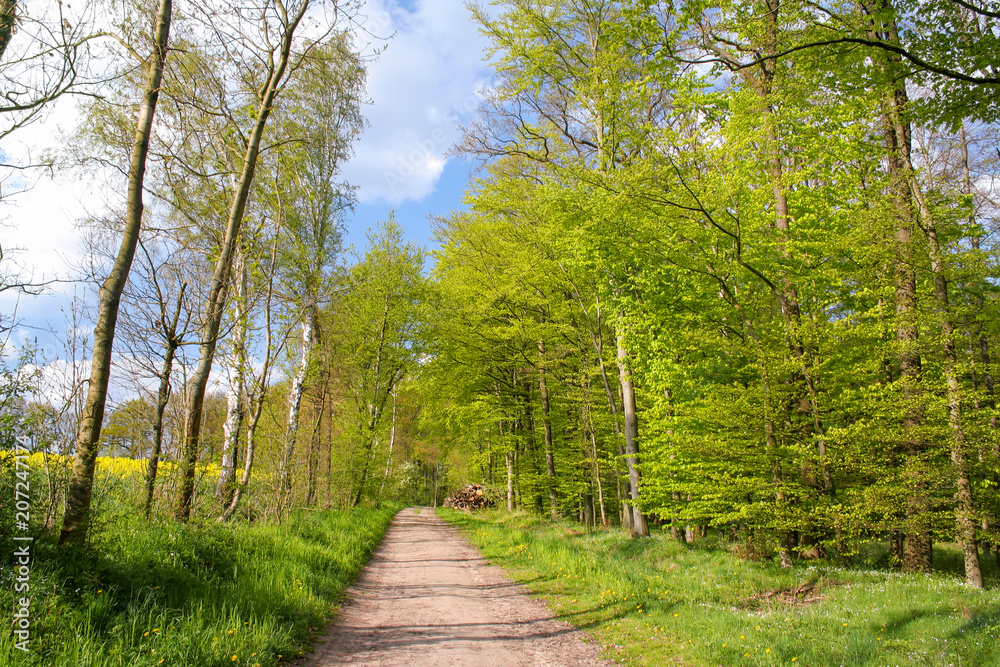 Romantic forest path in the Lüneburg Heath, Northern Germany. Romantic forest path in the Lüneburg Heath, Northern Germany.