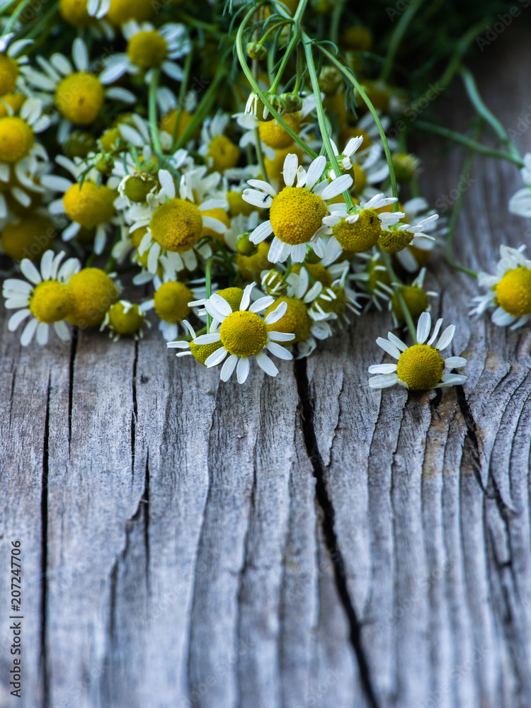 Obraz premium A bunch of chamomile on a wooden background. Herbal plant. Matricaria recutit. Matricaria chamomilla. Chamomilla recutita.