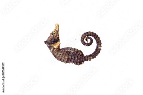 Chinese herbal medicine hippocampal photo
