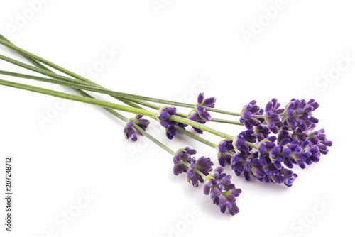 Lavender flowers bunch