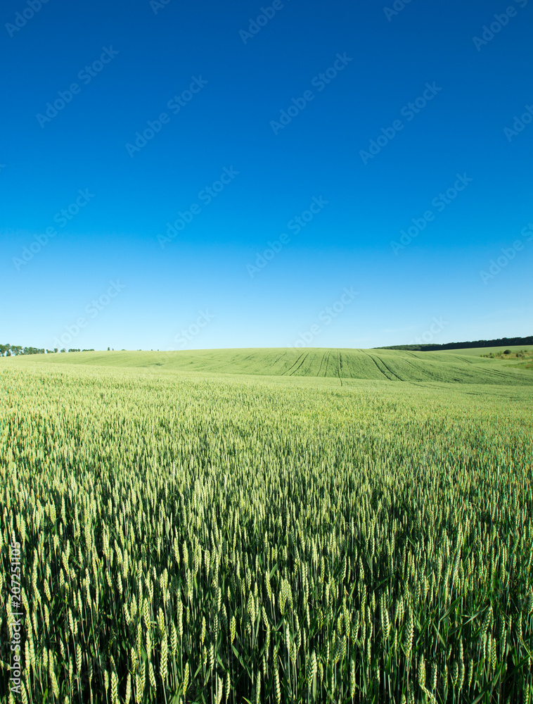 field of green grass on a background sky field of green grass on a background sky