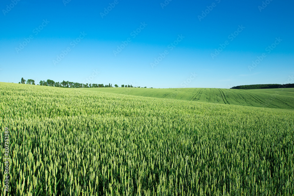 field of green grass on a background sky field of green grass on a background sky