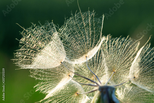 Fototapeta Naklejka Na Ścianę i Meble -  dandelion flower background, extreme closeup. Big dandelion on natural background.