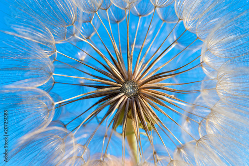 Fototapeta Naklejka Na Ścianę i Meble -  dandelion flower background, extreme closeup. Big dandelion on natural background.