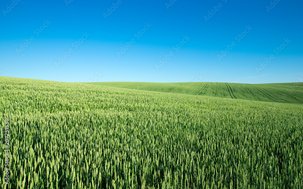 field of green grass on a background sky