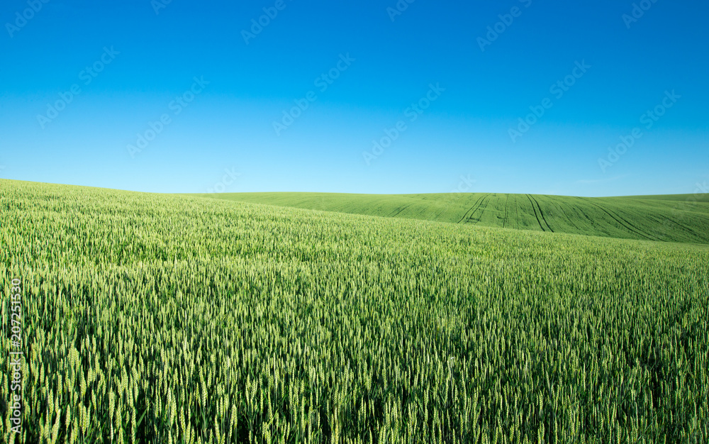 field of green grass on a background sky field of green grass on a background sky