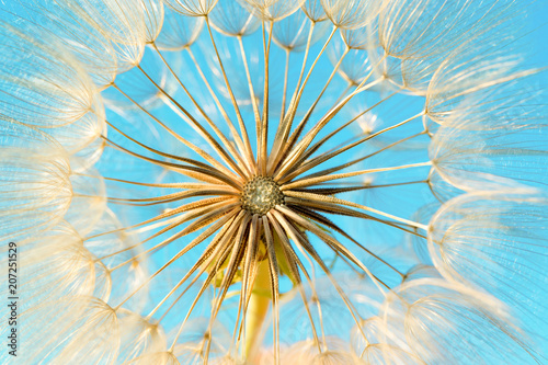 Fototapeta Naklejka Na Ścianę i Meble -  dandelion flower background, extreme closeup. Big dandelion on natural background.