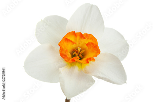 Fototapeta Naklejka Na Ścianę i Meble -  Narcissus spring flower on white