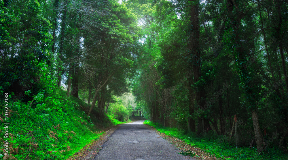 Mysterious fascinating landscape. Wet, after rain, road in mountain forest. Mystic tunnel through grove. Outskirts of Sintra, Portugal.