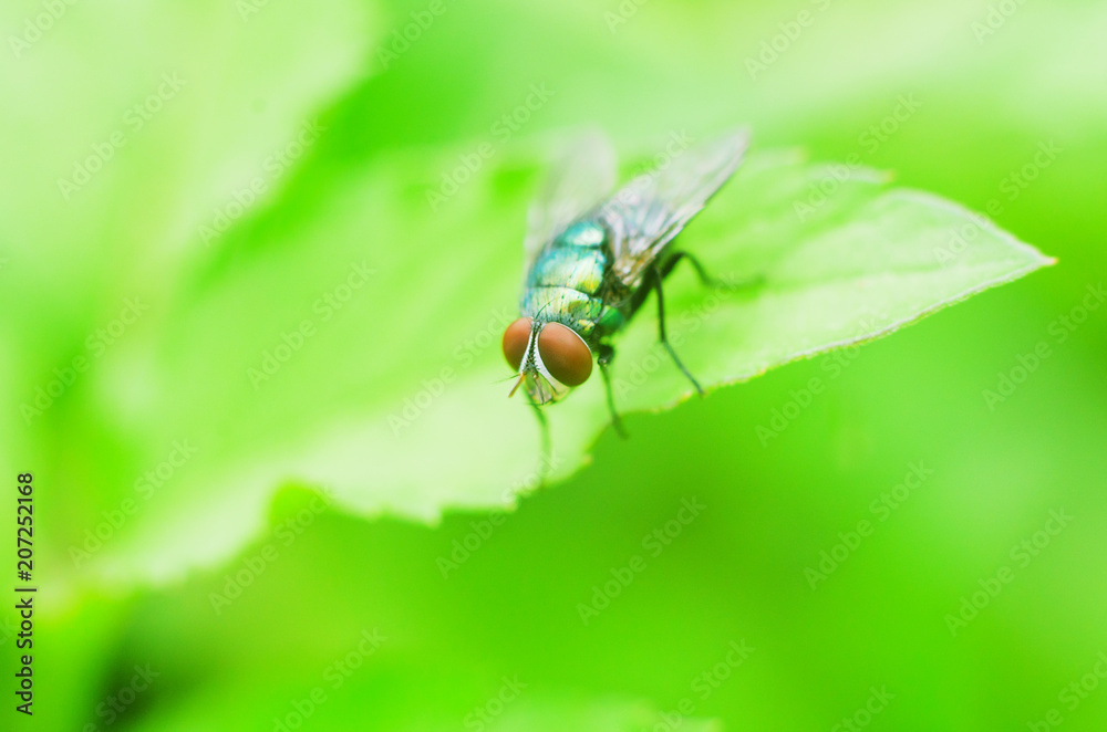 bluebottle (Chrysomya megacephala) on green leaves bluebottle (Chrysomya megacephala) on green leaves