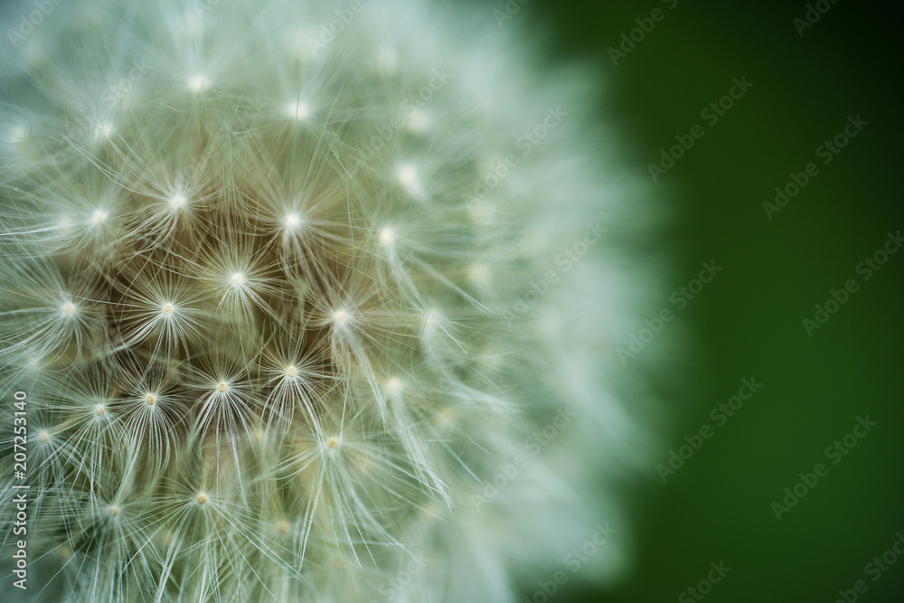 Fototapeta premium Mniszek lekarski