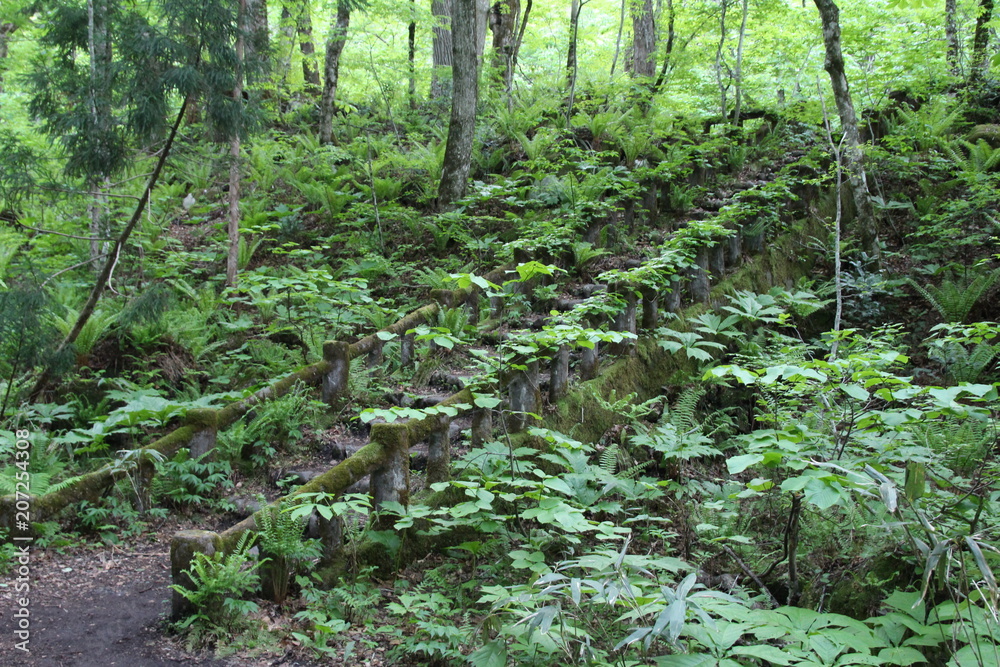 森 自然 緑 植える 木 風景 葉 庭 熱帯雨林 Stock Photo Adobe Stock