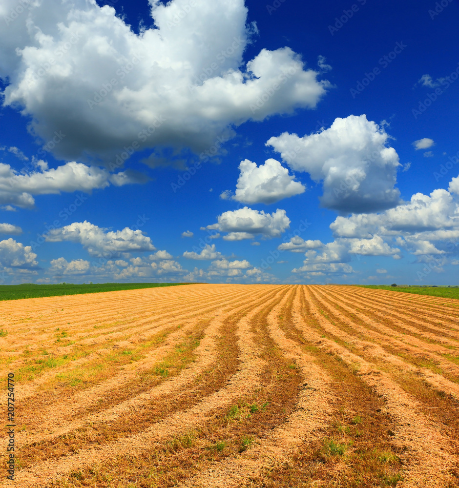 mowed grass against the sky