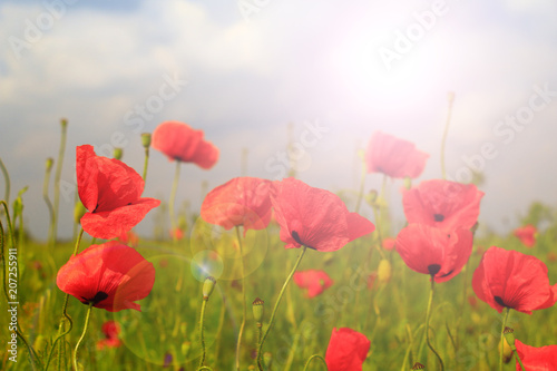 Field of poppies on a sunset