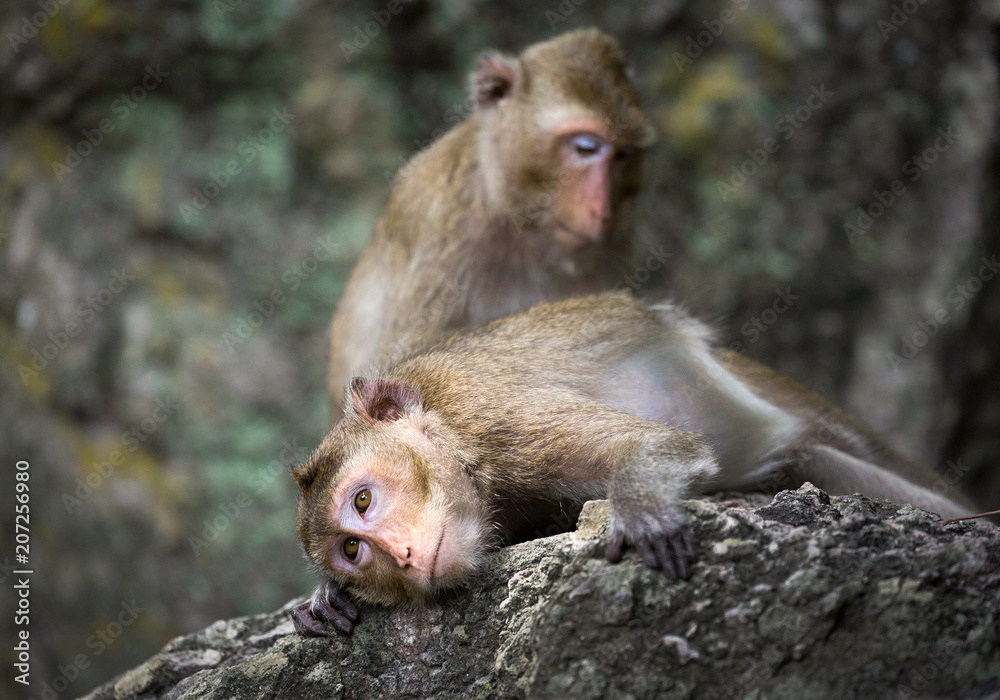 The family of monkeys in the wild. The family of monkeys in the wild.