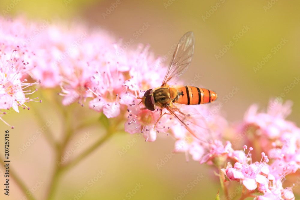 Bee Bee