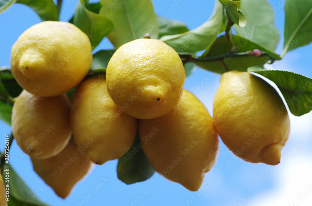 ripe yellow lemons hanging on branch