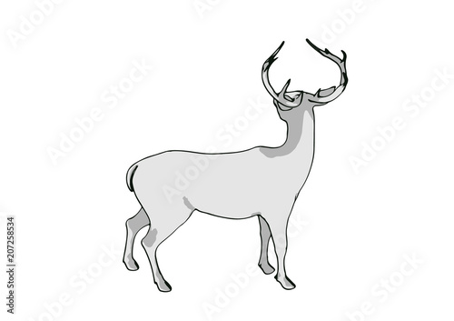 sketch of a deer vector