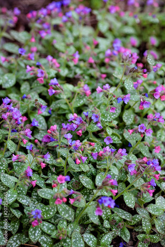 Pulmonaria blooming as background.