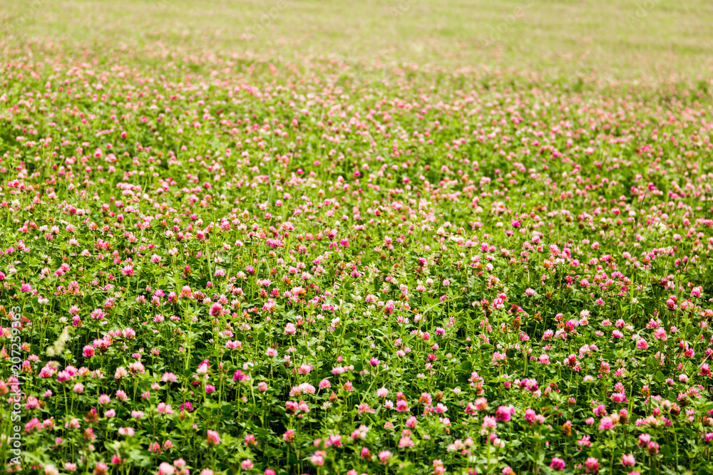 Summer clover field