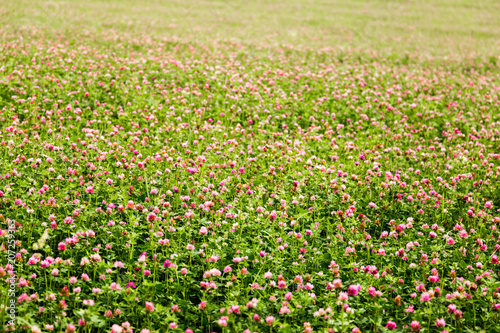 Summer clover field