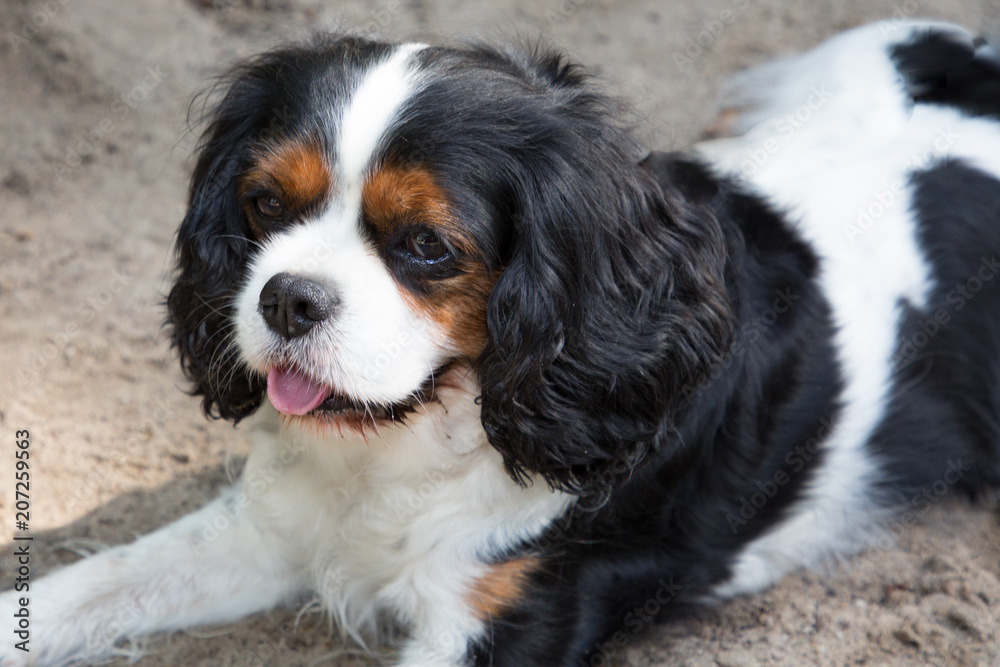 Cavalier King Charles Spaniel is a small spaniel classed as a toy dog