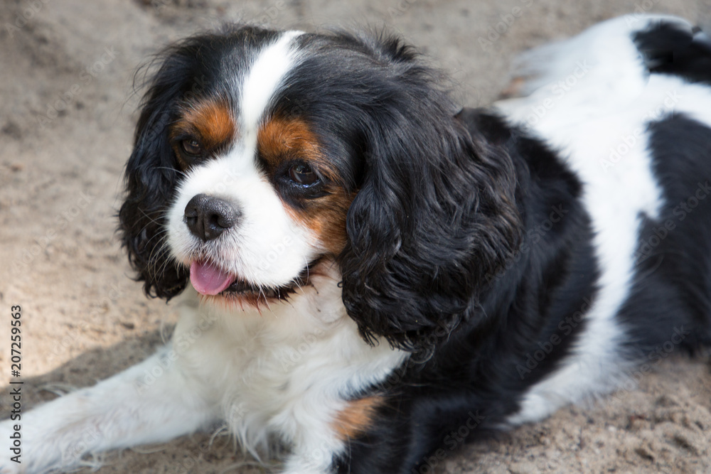 Cavalier King Charles Spaniel is a small spaniel classed as a toy dog Cavalier King Charles Spaniel is a small spaniel classed as a toy dog