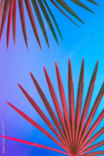 Fototapeta Naklejka Na Ścianę i Meble -  Tropical and palm leaves in vibrant bold gradient holographic neon  colors. Concept art. Minimal surrealism background.
