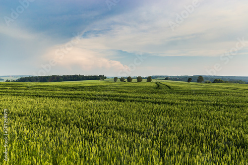 wheat field in summer evening