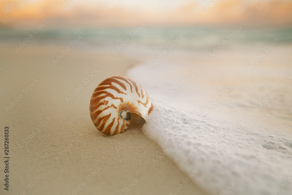 nautilus sea shell on beach soft sunrise ight nautilus sea shell on beach soft sunrise ight