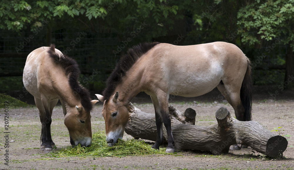 Przewalski‘s horse at the forest edge. Karlsruhe, Baden Wuerttemberg, Deutschland Przewalski‘s horse at the forest edge. Karlsruhe, Baden Wuerttemberg, Deutschland