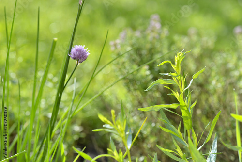 fresh aromatic herbs and chive blooming in a garden 