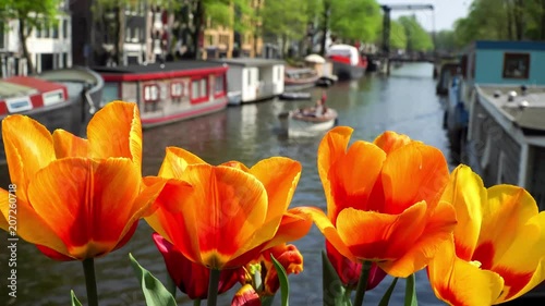 Orange tulips in front of canal of Amsterdam, 4k