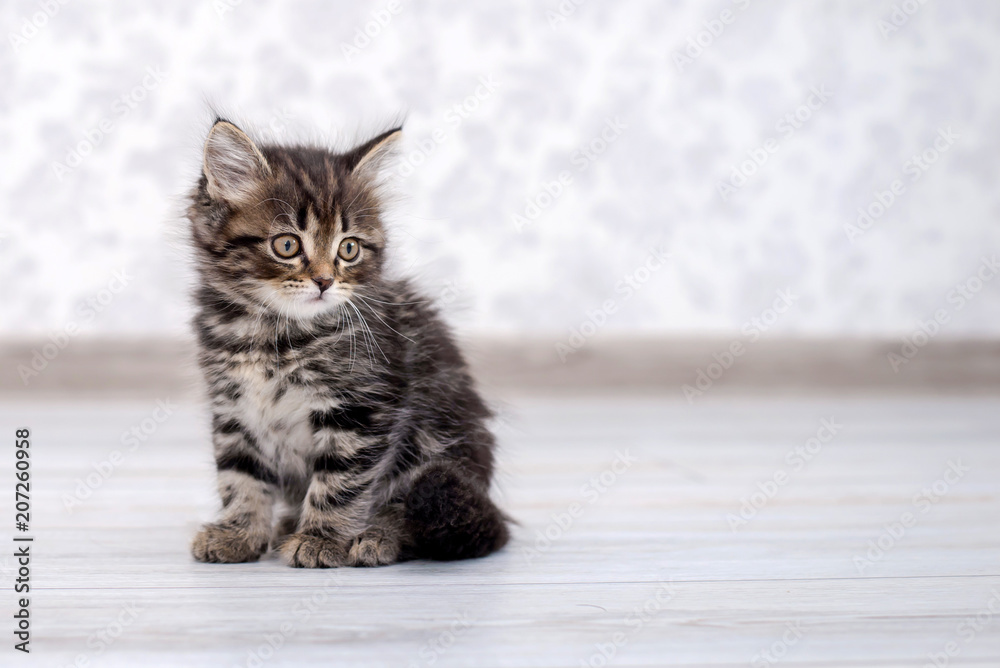 Little funny kitten on the floor Little funny kitten on the floor