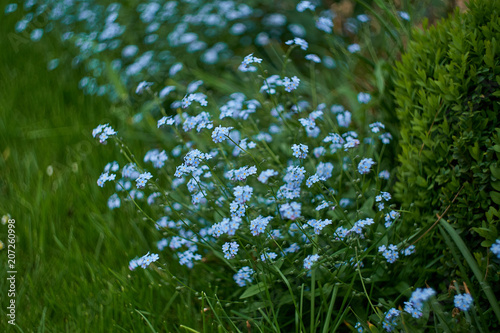 Blue little flowers - forget-me-not close-up and green leaves background texture. Meadow wild plant forgetmenot growing in filed or forest. Small purple delicate brunnera herb bunches summer pattern