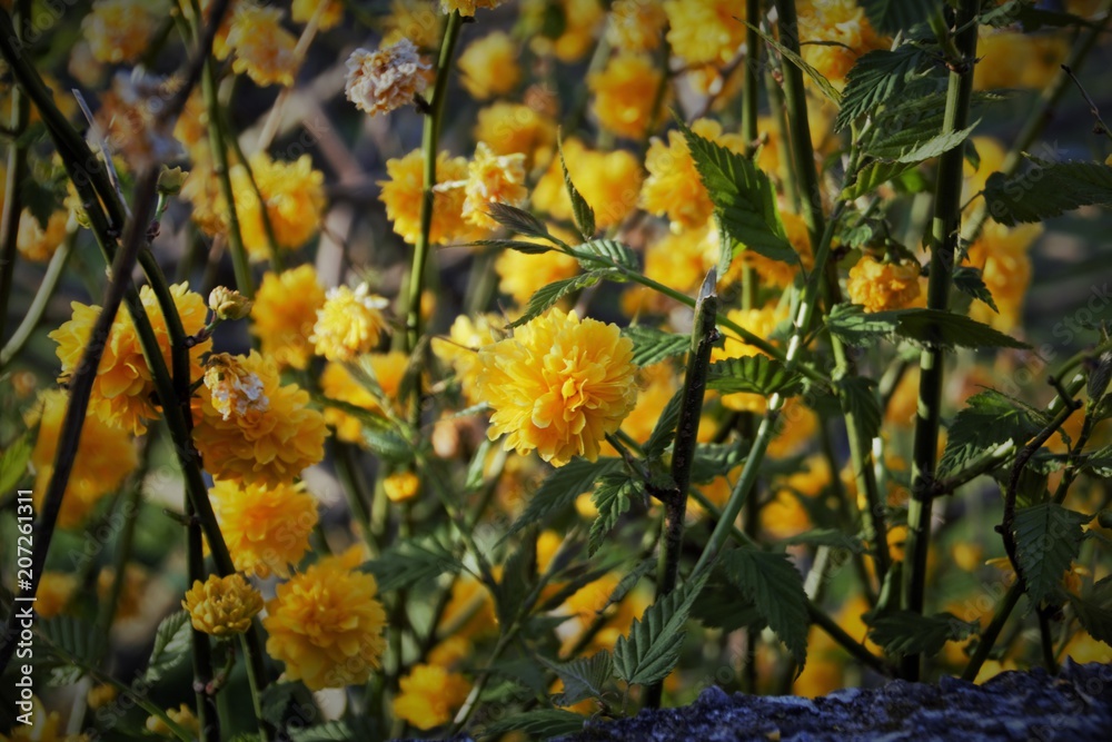 Fototapeta premium Flores