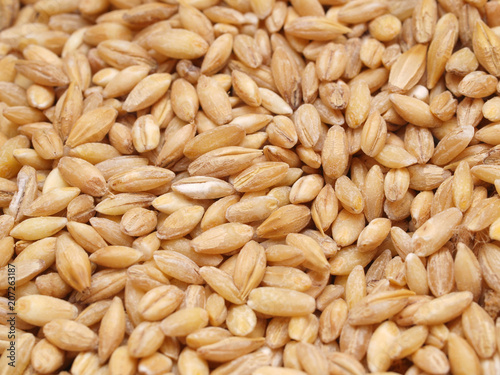  Wheat grains