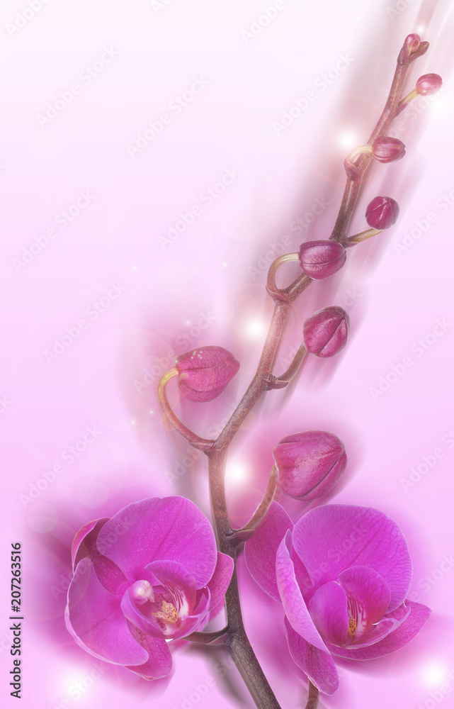 Fototapeta premium Flower orchid